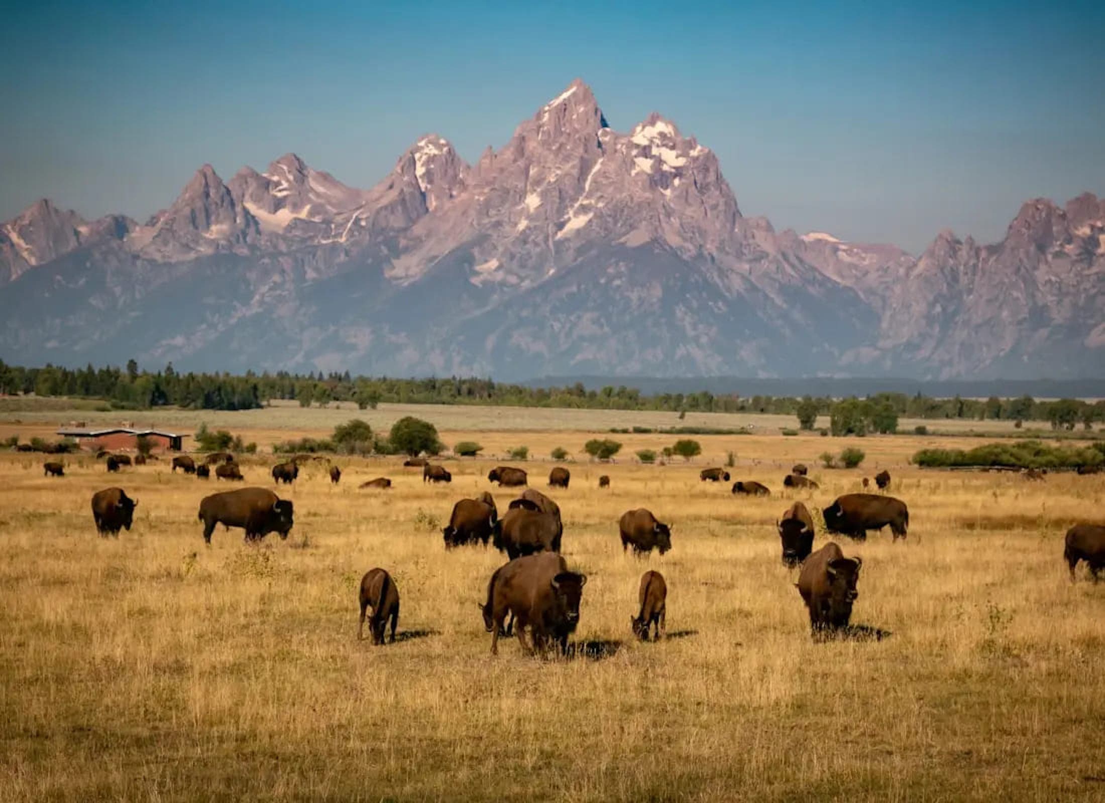 A photo of a herd of bison in a field backdropped by the Tetons