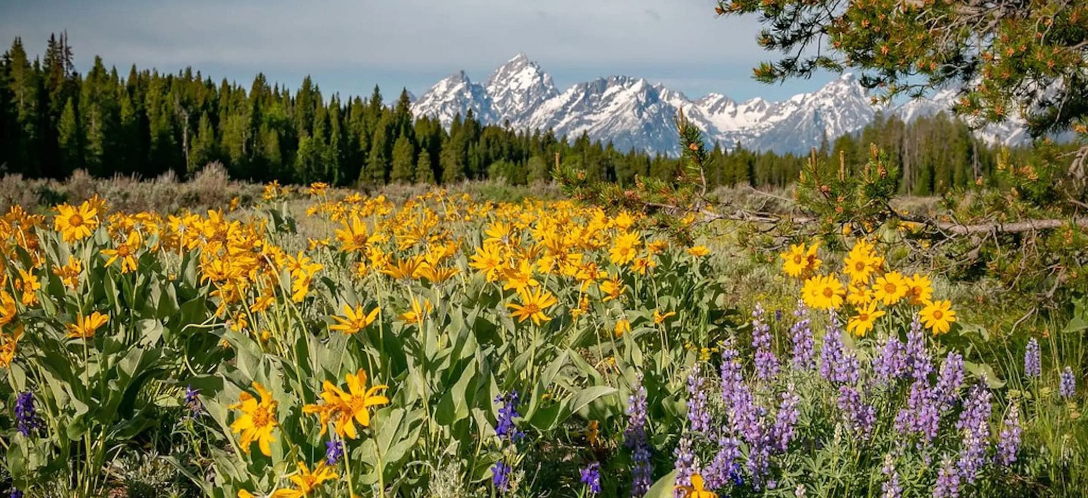 A photo of a field of flowers backdropped by the Tetons