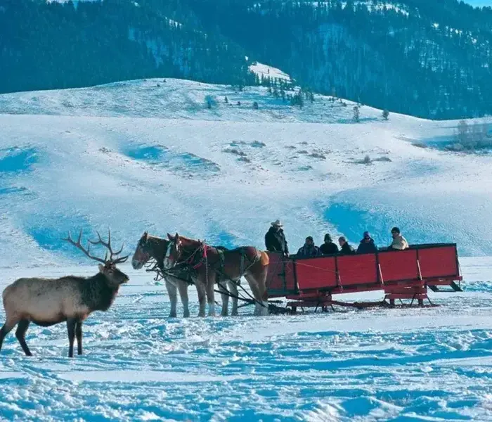 A group of people in a horse-drawn open carriage in the middle of a field, an Elk can be seen standing off to the side