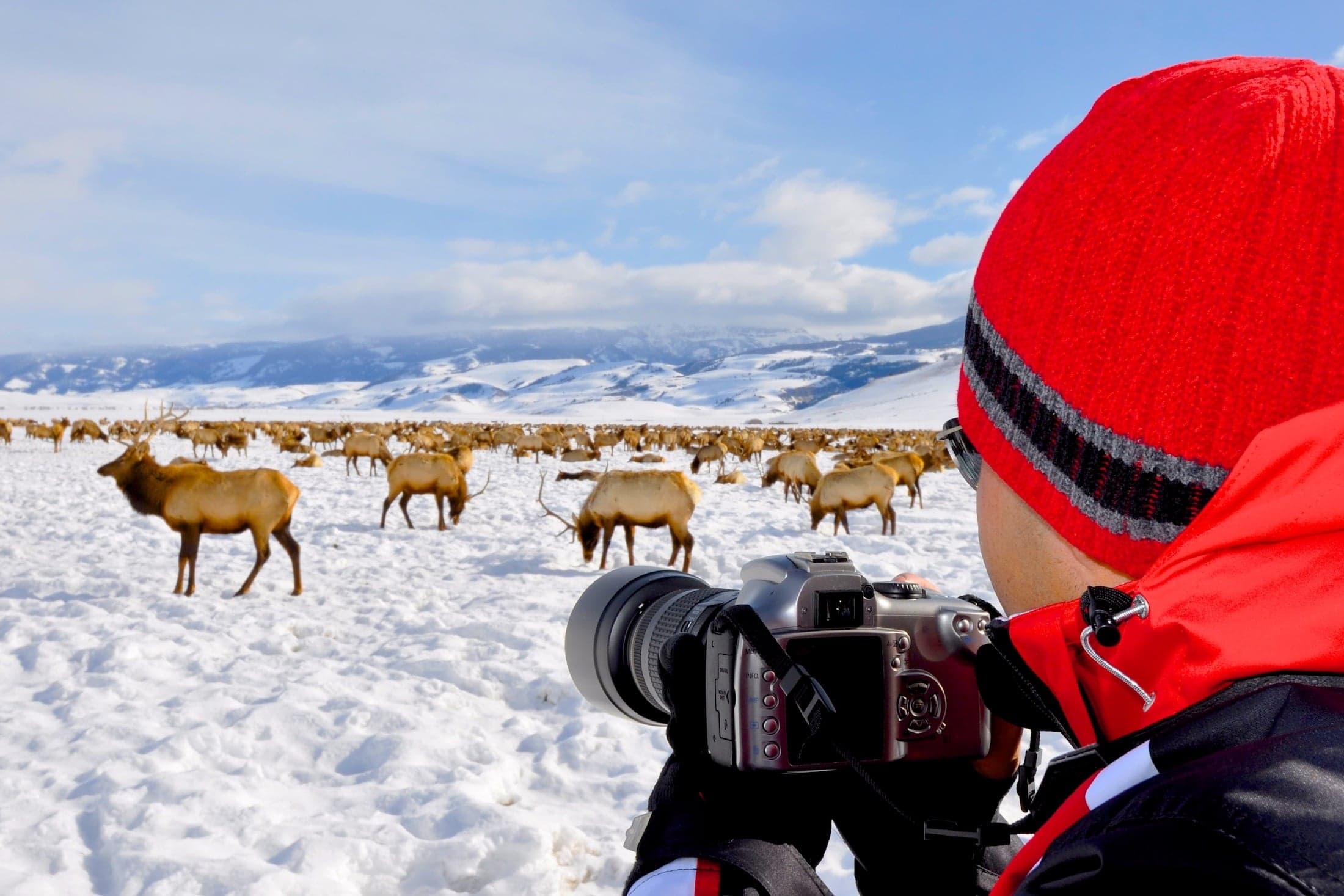 A photographer stands on a snowy field against the backdrop of a hazy partially cloudy day, observing a herd of Elk