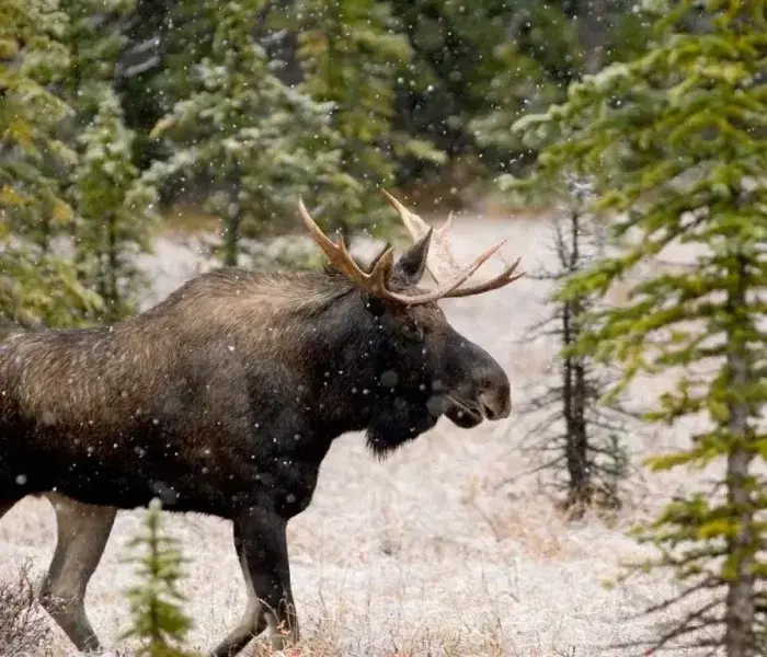 A moose in a forested area during light snowfall