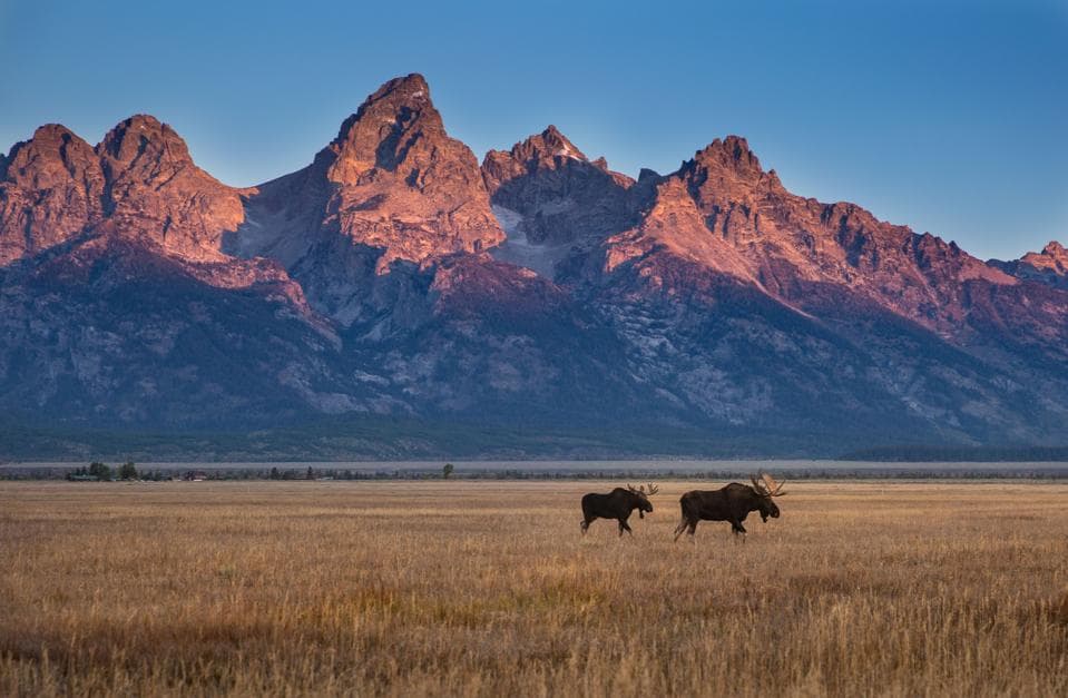 Two moose traverse a plain at front of a mountain range during the golden hour